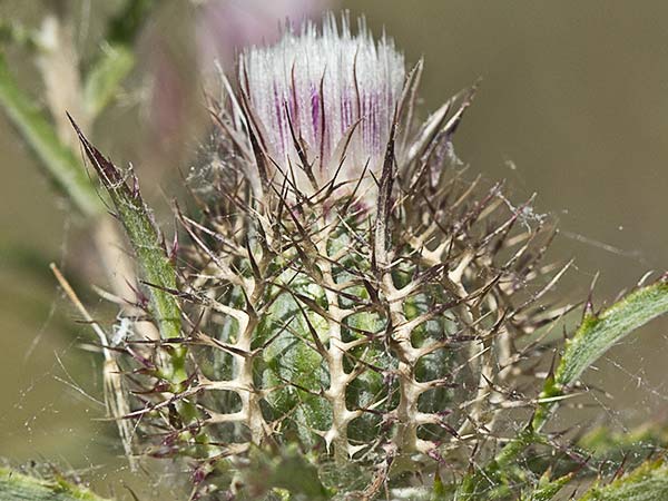Cardo enrejado (Atractylis cancellata)