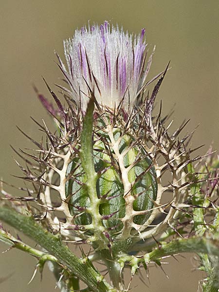 Cardo enrejado (Atractylis cancellata)