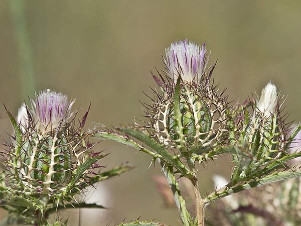 Cardo enrejado (Atractylis cancellata)