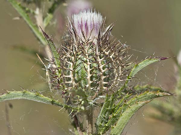 Cardo enrejado (Atractylis cancellata)