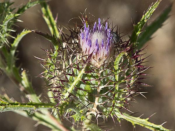 Cardo enrejado (Atractylis cancellata)