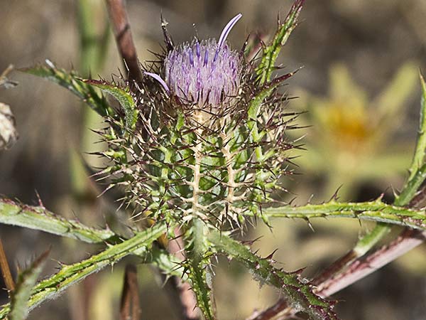 Cardo enrejado (Atractylis cancellata)