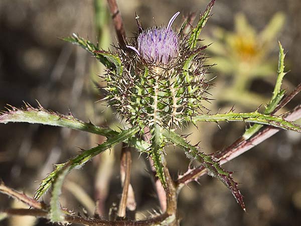 Cardo enrejado (Atractylis cancellata)