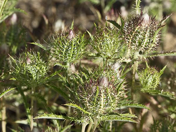 Cardo enrejado (Atractylis cancellata)