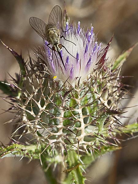 Cardo enrejado (Atractylis cancellata)