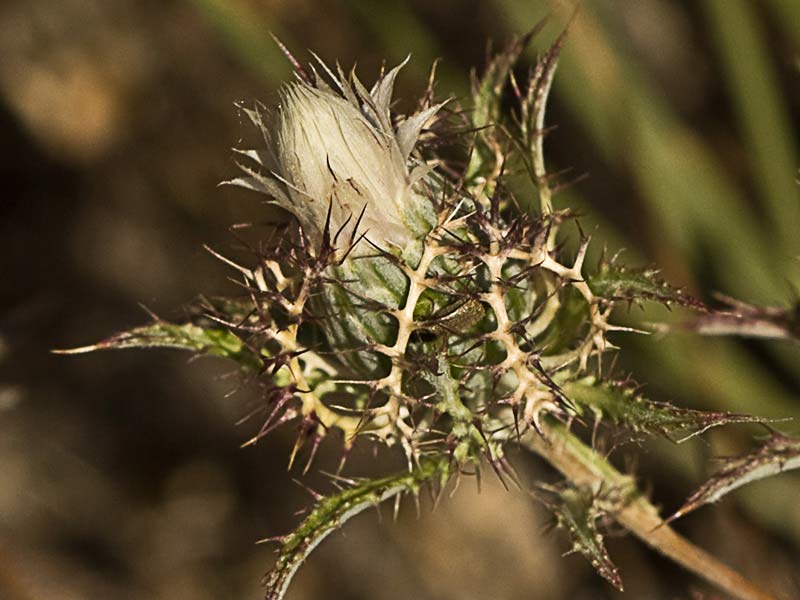 Cardo enrejado (Atractylis cancellata)
