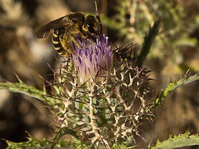 Cardo enrejado (Atractylis cancellata)