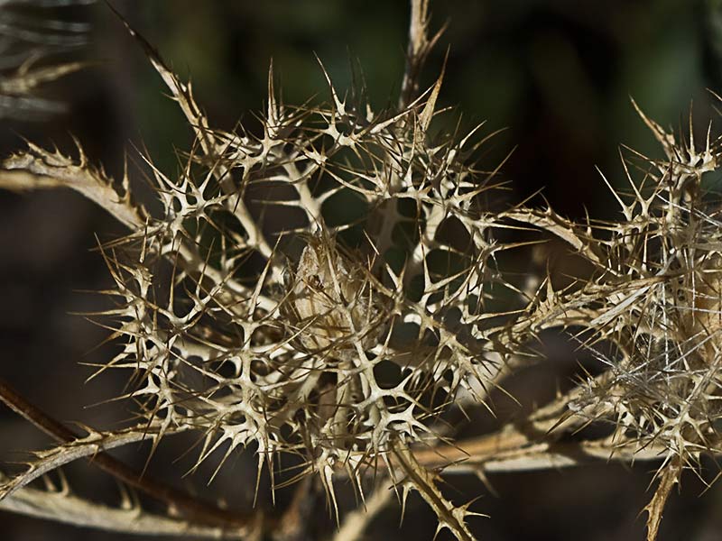 Cardo enrejado (Atractylis cancellata)