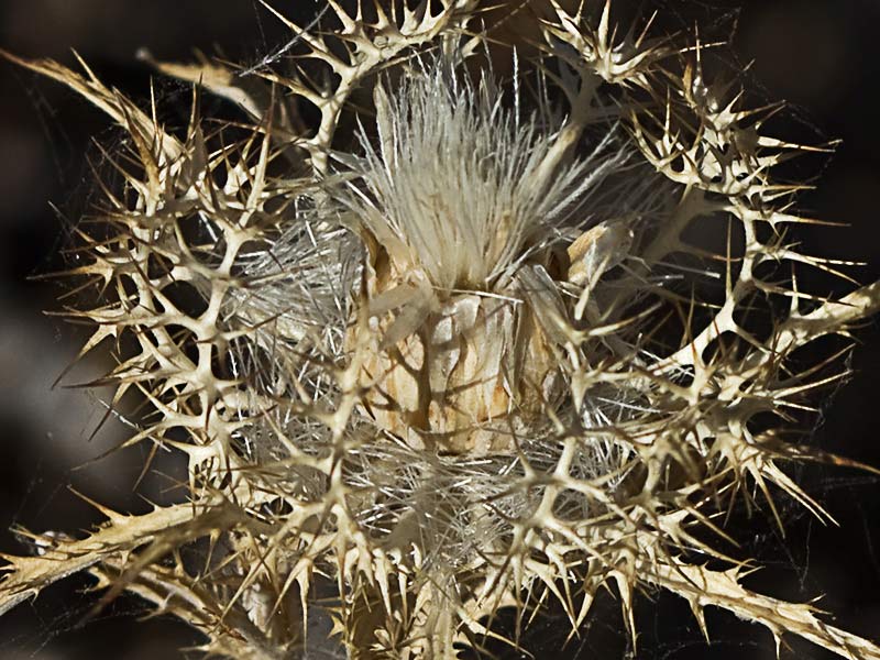 Cardo enrejado (Atractylis cancellata)