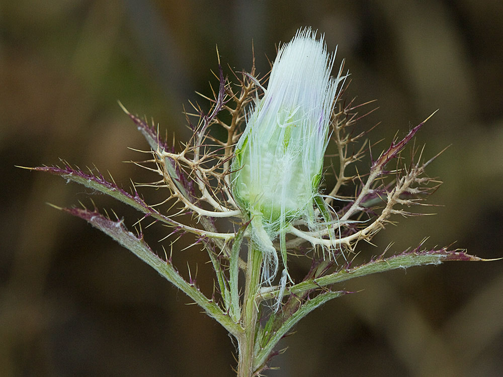 Cardo enrejado (Atractylis cancellata)