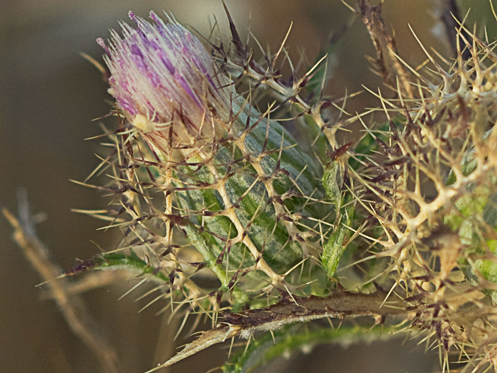 Cardo enrejado (Atractylis cancellata)