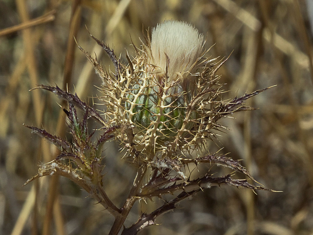Cardo enrejado (Atractylis cancellata)