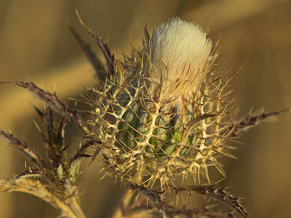 Cardo enrejado (Atractylis cancellata)