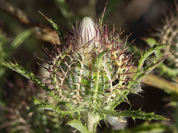 Cardo enrejado (Atractylis cancellata)