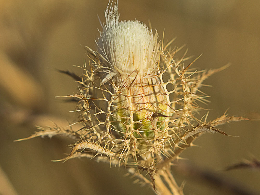 Cardo enrejado (Atractylis cancellata)