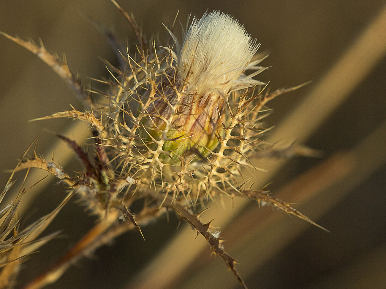 Cardo enrejado (Atractylis cancellata)