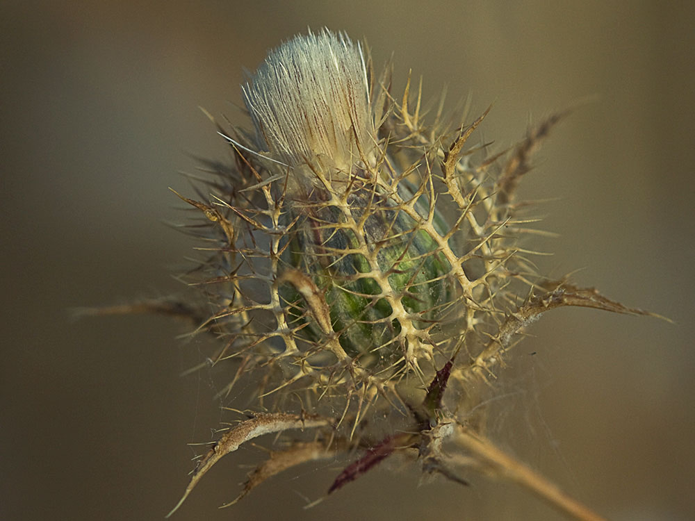 Cardo enrejado (Atractylis cancellata)