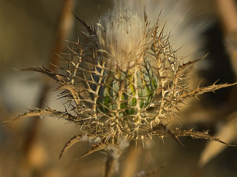 Cardo enrejado (Atractylis cancellata)