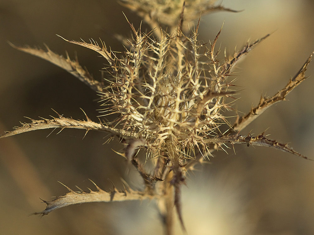 Cardo enrejado (Atractylis cancellata)