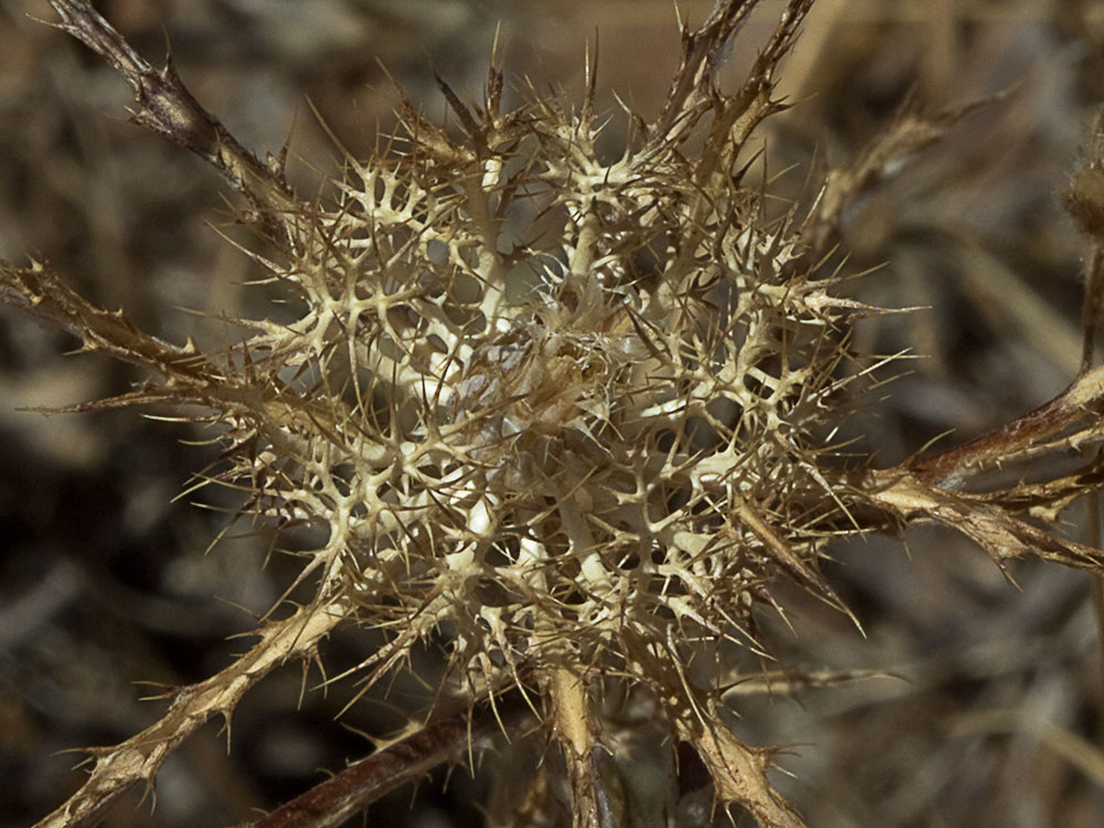 Cardo enrejado (Atractylis cancellata)