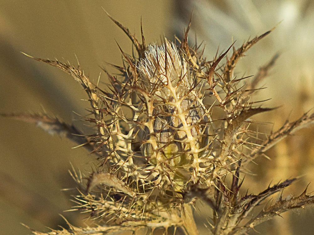 Cardo enrejado (Atractylis cancellata)