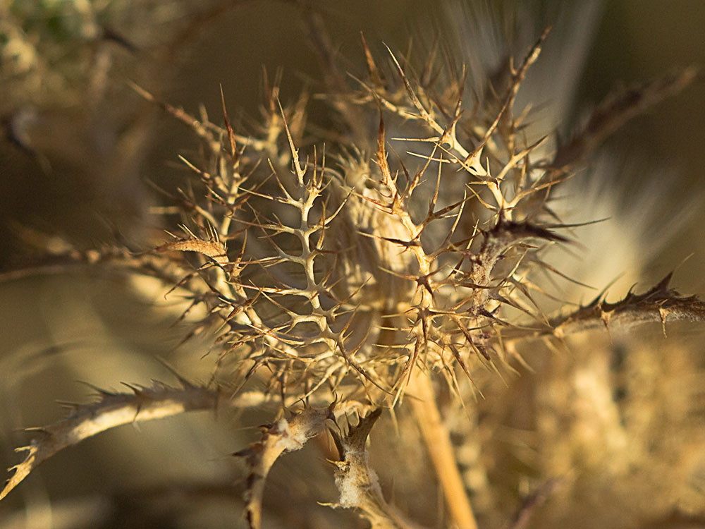 Cardo enrejado (Atractylis cancellata)