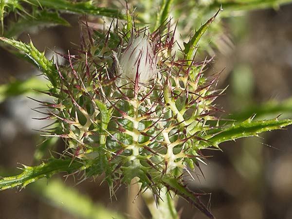Cardo enrejado (Atractylis cancellata)