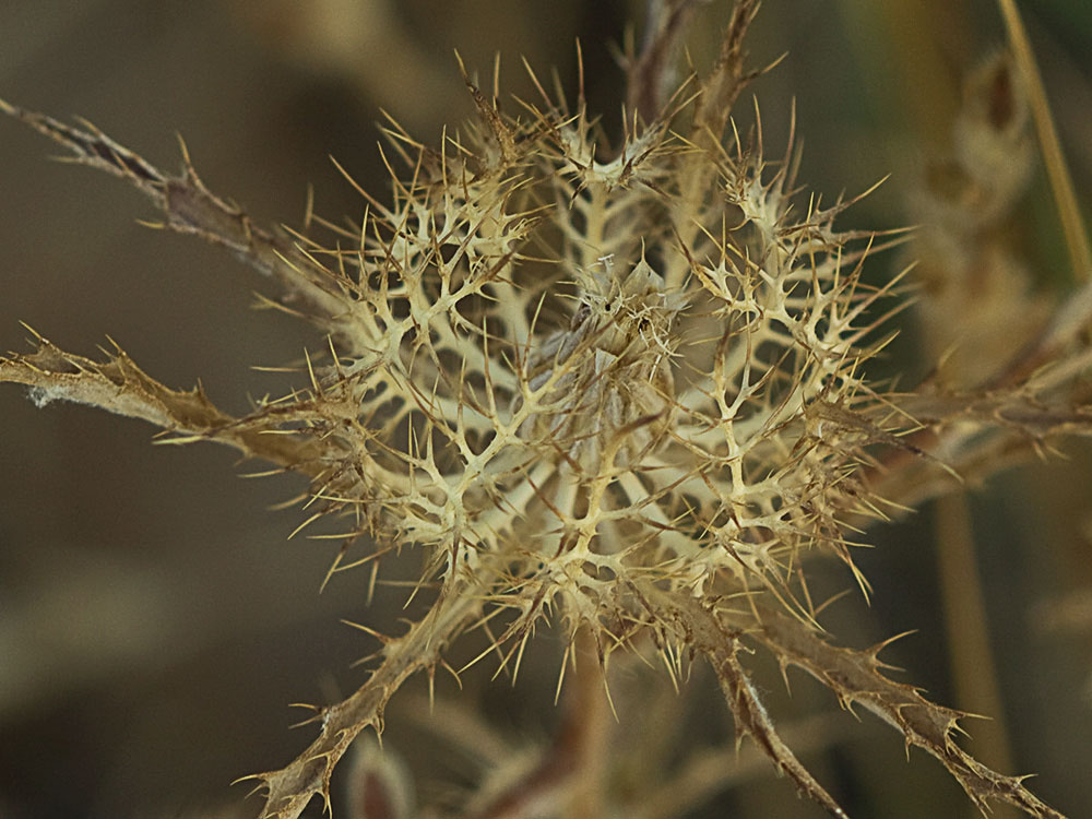 Cardo enrejado (Atractylis cancellata)
