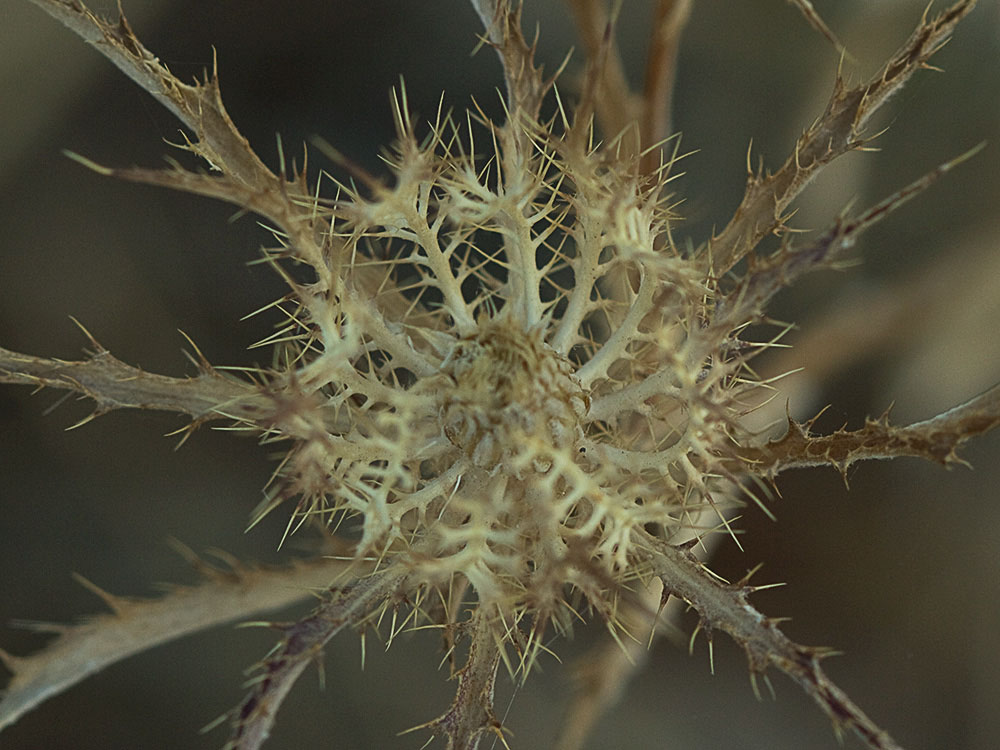 Cardo enrejado (Atractylis cancellata)