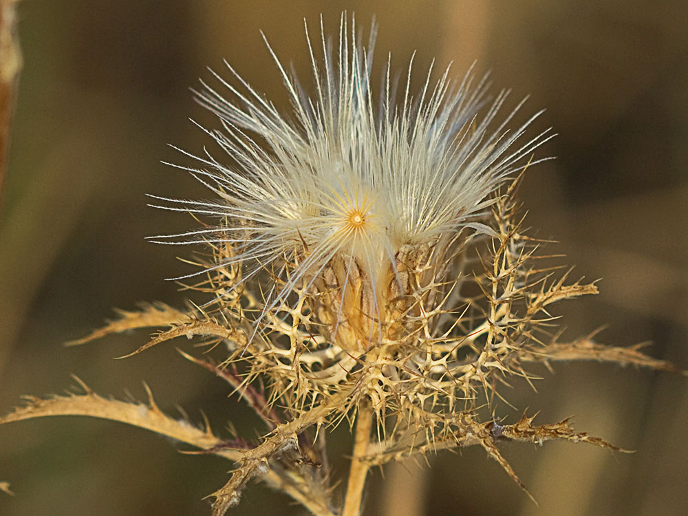 Cardo enrejado (Atractylis cancellata)