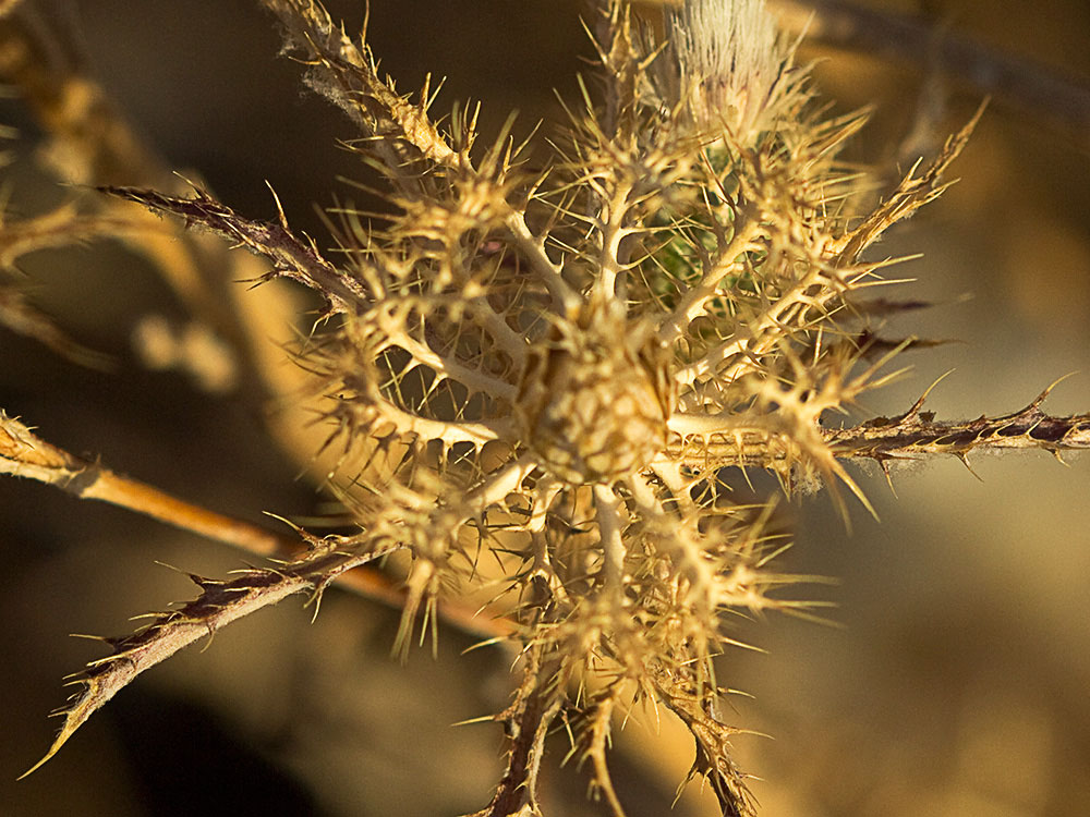 Cardo enrejado (Atractylis cancellata)