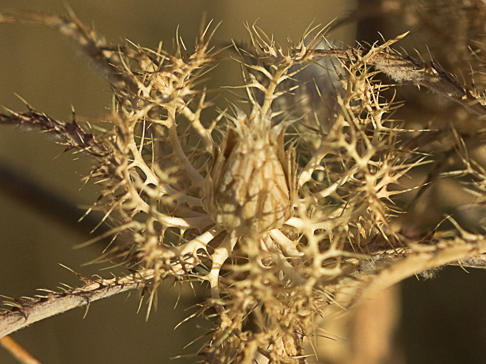 Cardo enrejado (Atractylis cancellata)