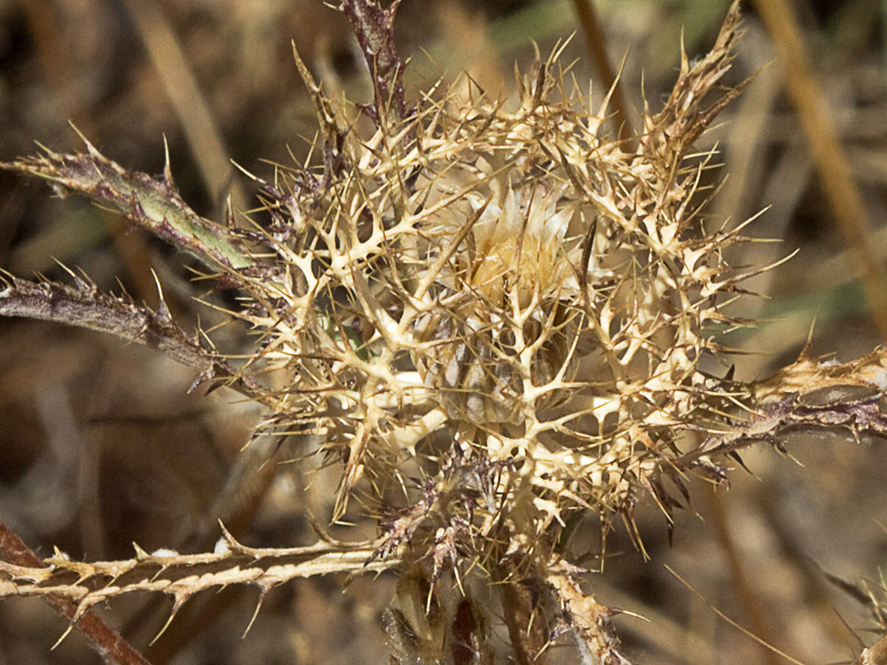 Cardo enrejado (Atractylis cancellata)