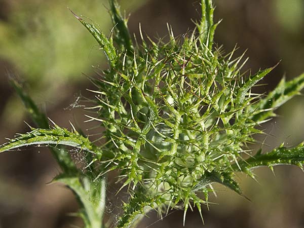 Cardo enrejado (Atractylis cancellata)