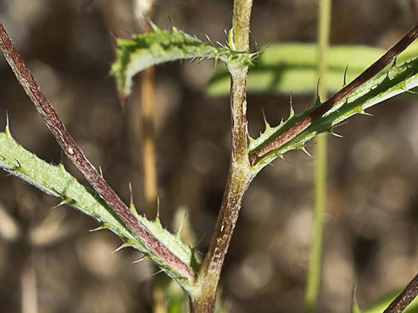 Cardo enrejado (Atractylis cancellata)