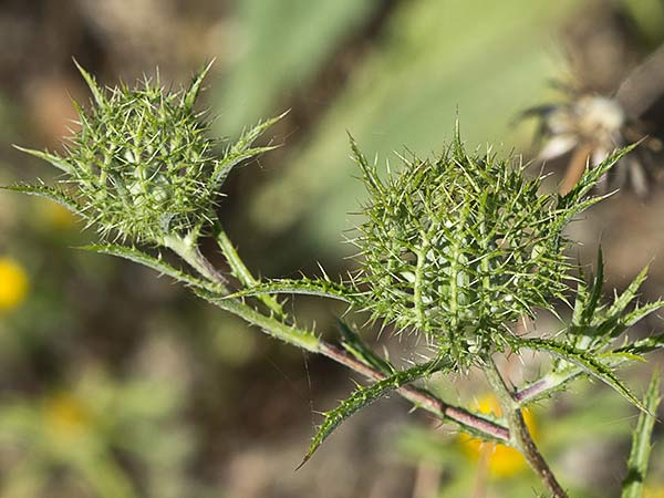 Cardo enrejado (Atractylis cancellata)