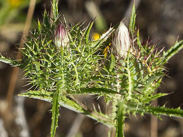 Cardo enrejado (Atractylis cancellata)