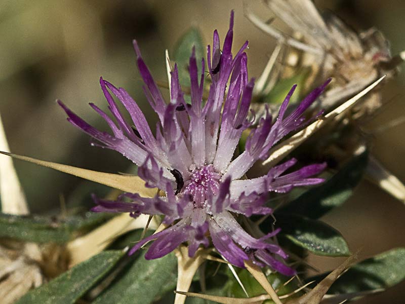 Flor del cardo estrellado (centaurea calcitrapa)