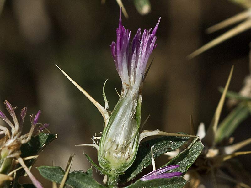 Flor del cardo estrellado (centaurea calcitrapa)
