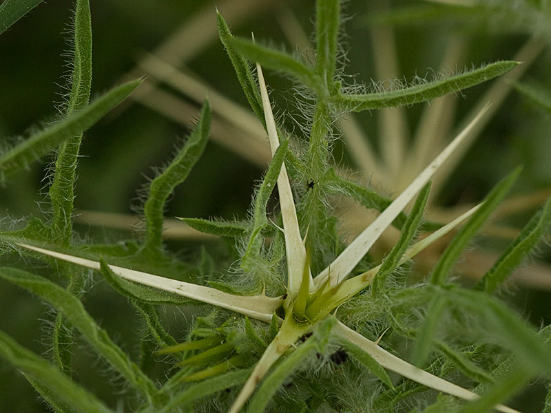 Cardo estrellado brácteas (Centaurea calcitrapa)