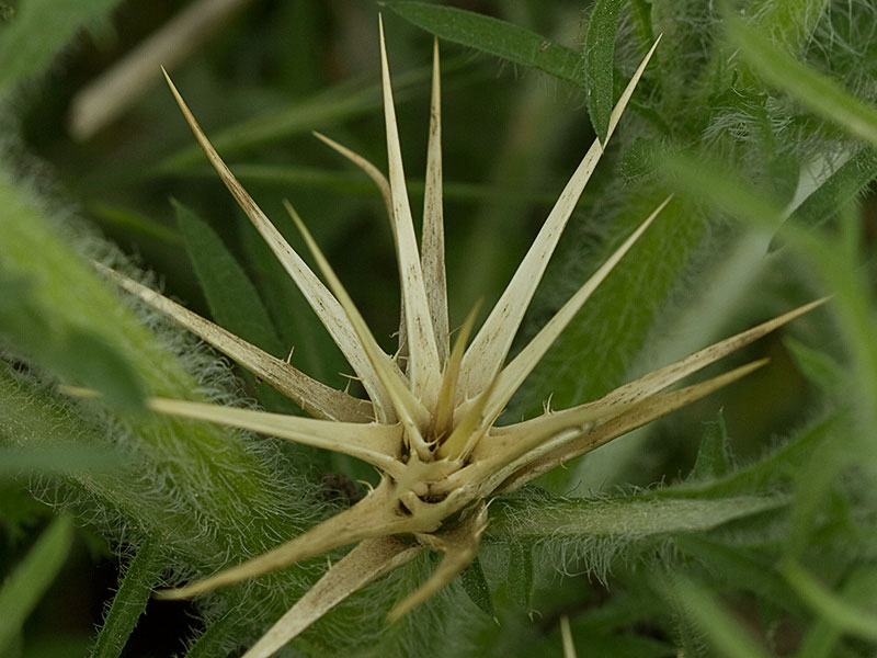 Cardo estrellado brácteas (Centaurea calcitrapa)