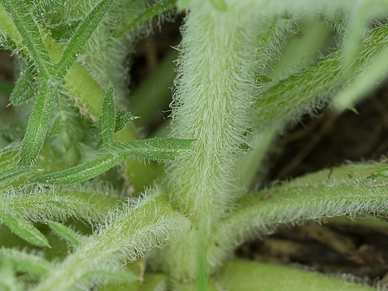 Cardo estrellado, tallo (Centaurea calcitrapa)