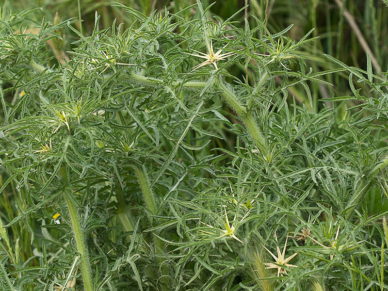 Cardo estrellado mata (Centaurea calcitrapa)