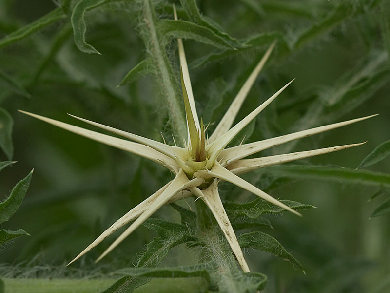 Cardo estrellado brácteas (Centaurea calcitrapa)
