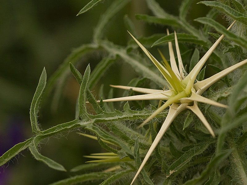 Cardo estrellado brácteas (Centaurea calcitrapa)