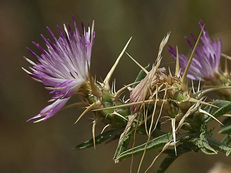 Flor del cardo estrellado (centaurea calcitrapa)