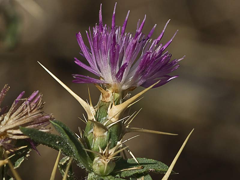 Cardo estrellado (Centaurea calcitrapa)