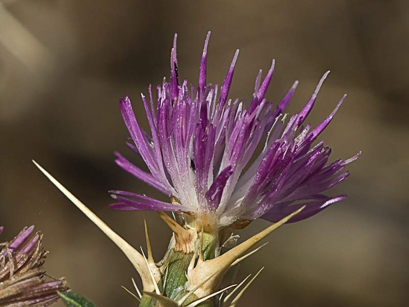 Flor del cardo estrellado (centaurea calcitrapa)