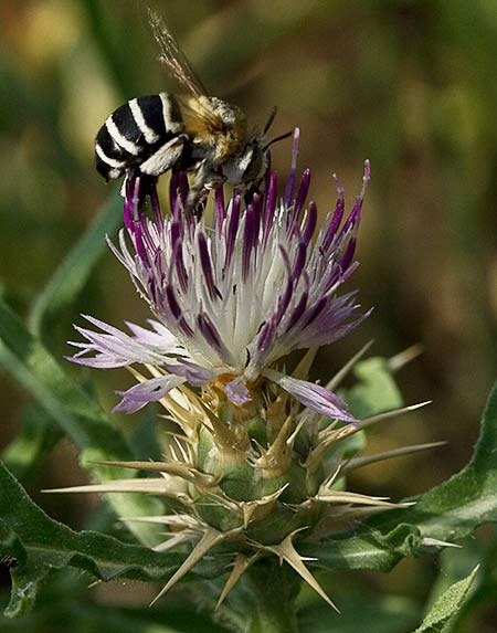 Cardo estrellado flores (Centaurea calcitrapa)