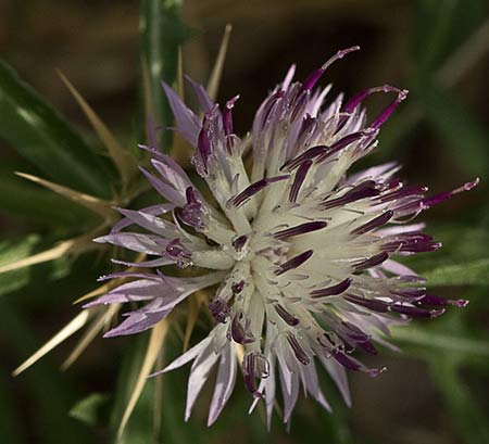 Cardo garbancero (Centaurea calcitrapa)